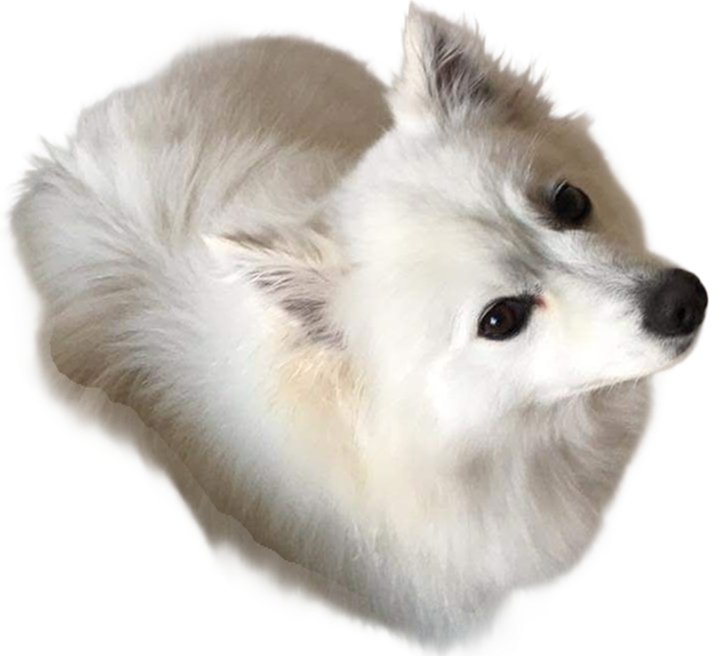 Fluffy white American Eskimo dog